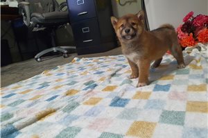 Francisco - Shiba Inu for sale