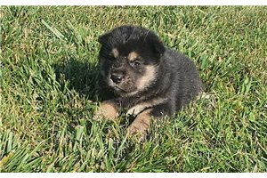 Pricilla - puppy for sale