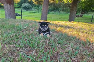 Pricilla - Shiba Inu for sale