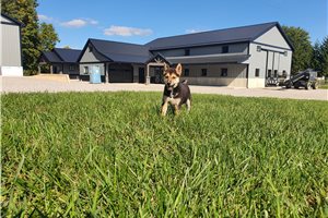 Kiefer - Shiba Inu for sale