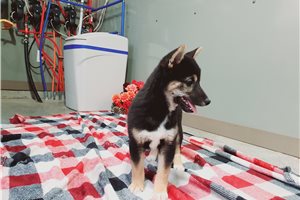Owen - Shiba Inu for sale