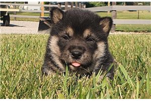 Gretel - puppy for sale