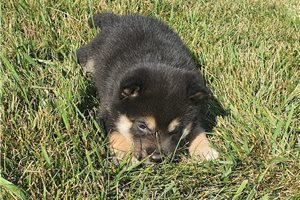 Jazz - puppy for sale