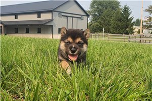 Kiefer - Shiba Inu for sale