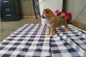 Fancesca - Shiba Inu for sale