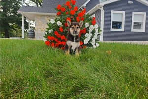 Kiefer - Shiba Inu for sale