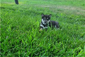 Jazz - Shiba Inu for sale