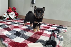 Olivia - puppy for sale