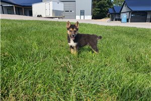 Kyle - Shiba Inu for sale