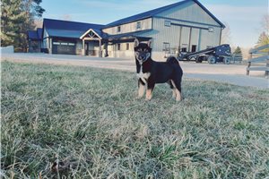 Owen - Shiba Inu for sale