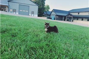 Kyle - Shiba Inu for sale