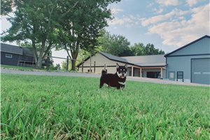 Pricilla - Shiba Inu for sale
