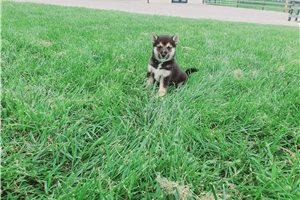 Kiefer - Shiba Inu for sale