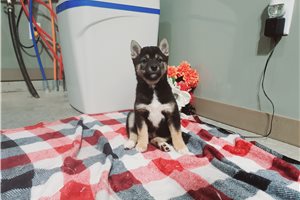 Owen - Shiba Inu for sale