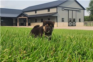 Kammy - Shiba Inu for sale