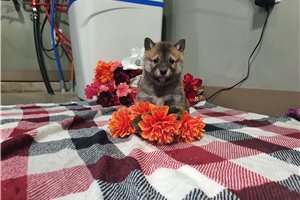 Fernando - Shiba Inu for sale
