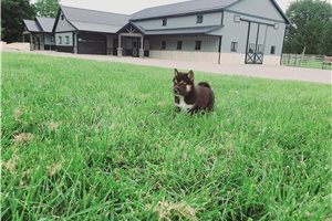 Kyle - Shiba Inu for sale