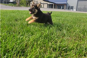 Kammy - Shiba Inu for sale
