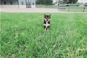 Koen - Shiba Inu for sale