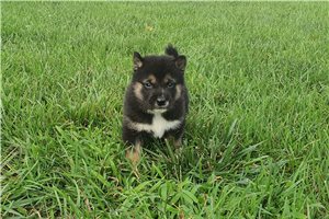 Kyle - puppy for sale