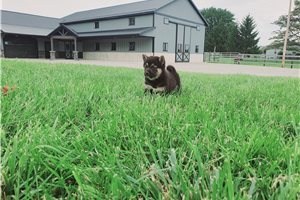 Kammy - Shiba Inu for sale
