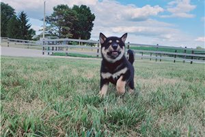 Pricilla - Shiba Inu for sale