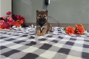 Ophelia - puppy for sale