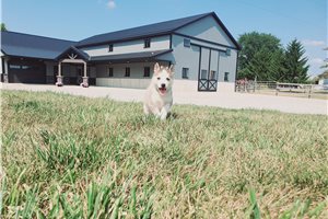 Jordy - Siberian Husky for sale