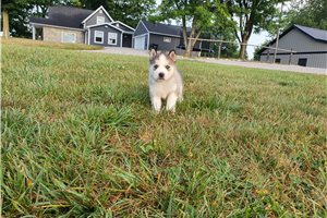 Jordy - Siberian Husky for sale
