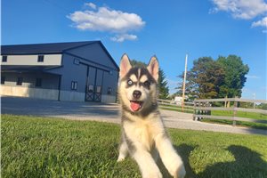 Jenny - Siberian Husky for sale