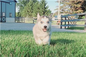 Jelly - Siberian Husky for sale