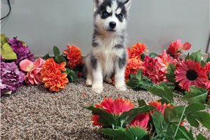 Anton - puppy for sale