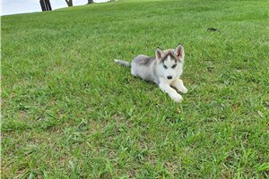 Liam - Siberian Husky for sale