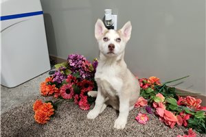 Dorothy - puppy for sale