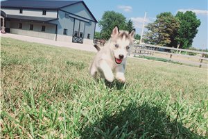 Jelly - Siberian Husky for sale