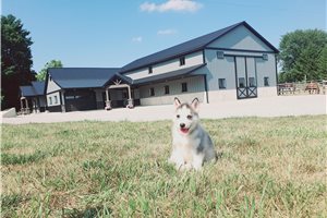 Jolie - Siberian Husky for sale