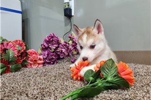 Anna - puppy for sale
