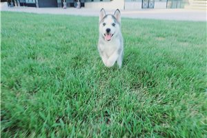 Juke - Siberian Husky for sale