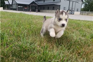 Jelly - Siberian Husky for sale