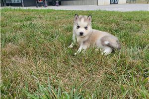 Jazz - Siberian Husky for sale