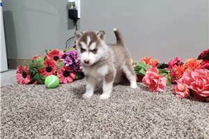 Alexei - puppy for sale