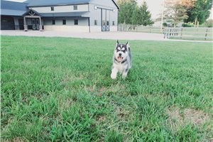 Jenny - Siberian Husky for sale