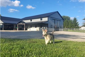 Jelly - Siberian Husky for sale