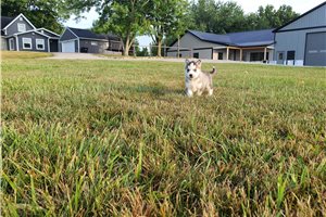Jolie - Siberian Husky for sale