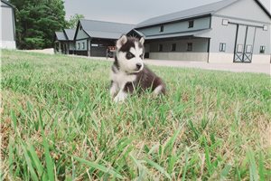 Jetty - Siberian Husky for sale