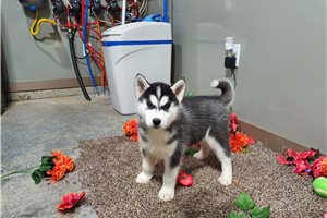 Boris - puppy for sale