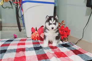 Finley - Siberian Husky for sale