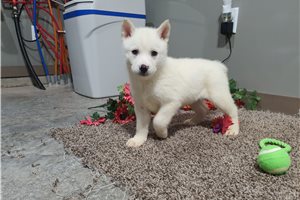 Dora - Siberian Husky for sale