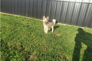 Jordy - Siberian Husky for sale