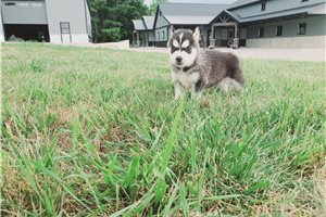 Jenny - Siberian Husky for sale